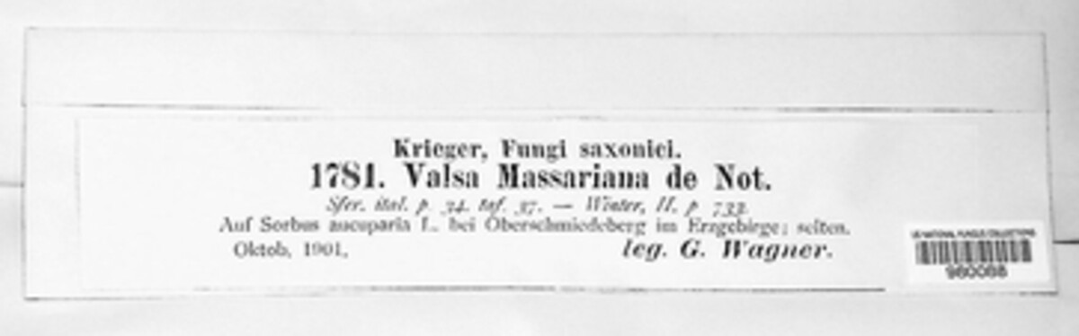 Leucostoma massarianum image